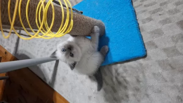 Küçük Minnak Kedilerim