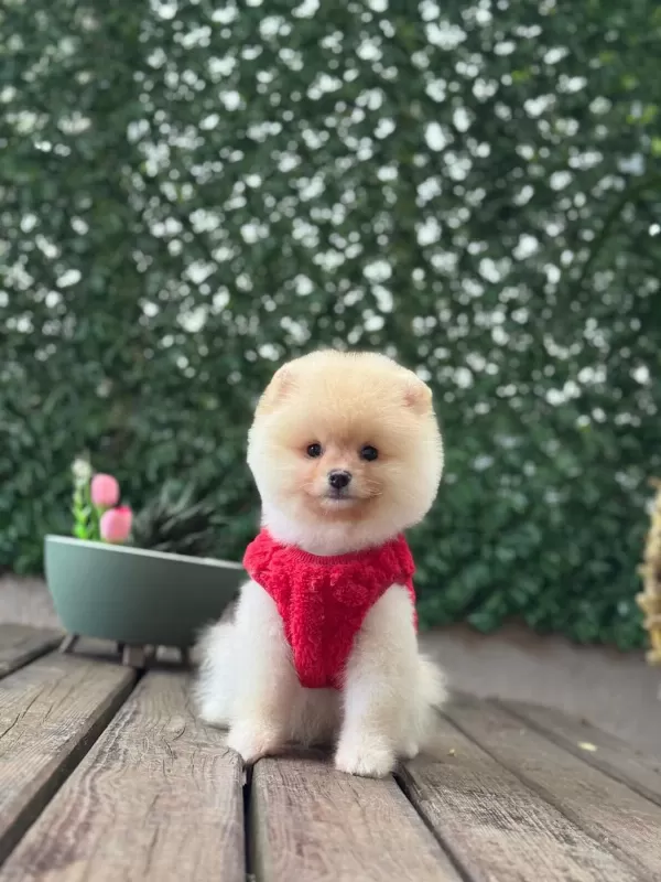 En Tatlı Pomeranian Boo