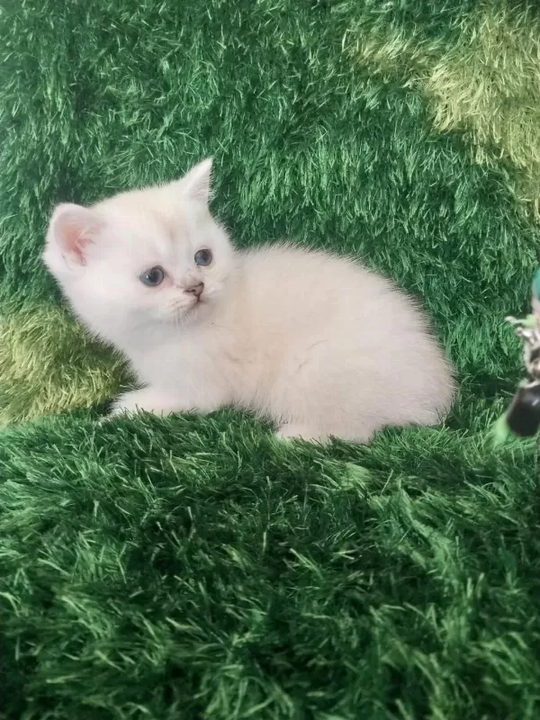 British Shorthair Safkan