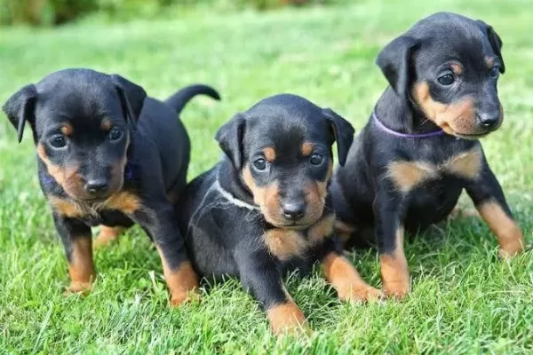 Ruhsatlı Köpek Çifliğinden Doberman Yavrular A Scrli