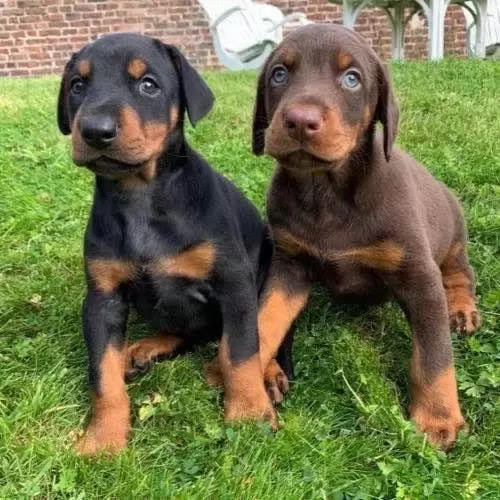 Ruhsatlı Köpek Çifliğinden Doberman Yavrular A Scrli