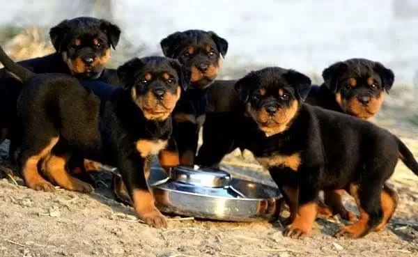 Ruhsatlı Köpek Çifliğinden Rottweiler Yavrular A Scrli