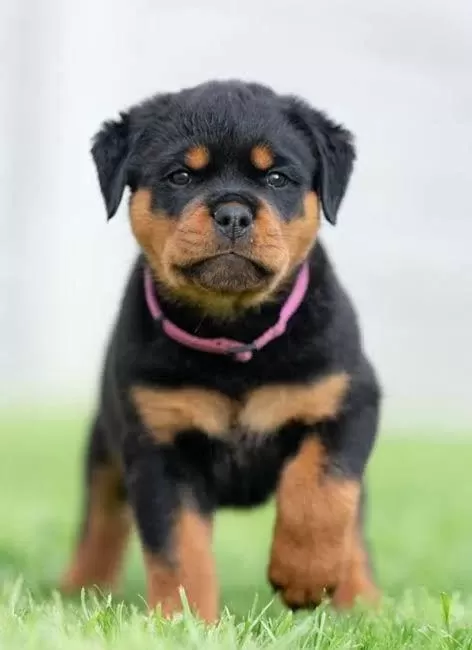 Ruhsatlı Köpek Çifliğinden Rottweiler Yavrular A Scrli