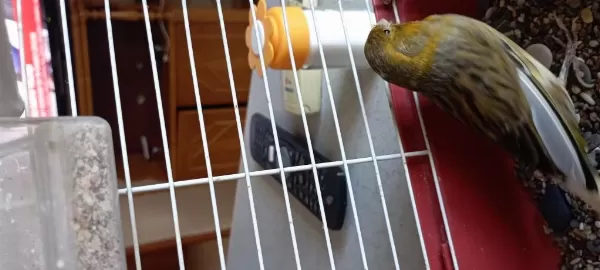 Anne Baba Ve Yavrusu Takım Kuşlar