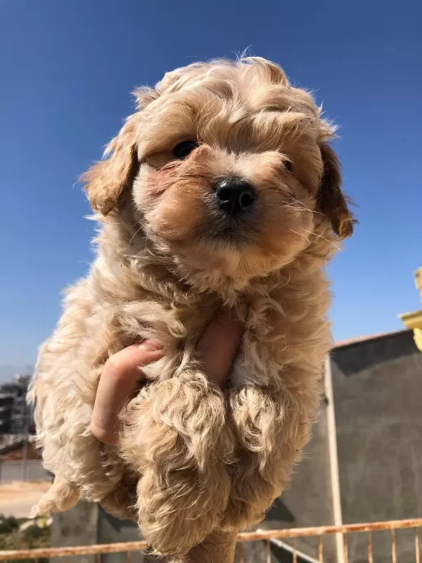 Ruhsatlı Köpek Çifliğinden Maltipoo Yavrular