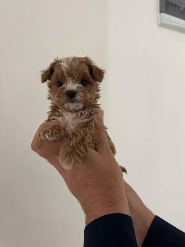 Ruhsatlı Köpek Çifliğinden Maltipoo Yavrular