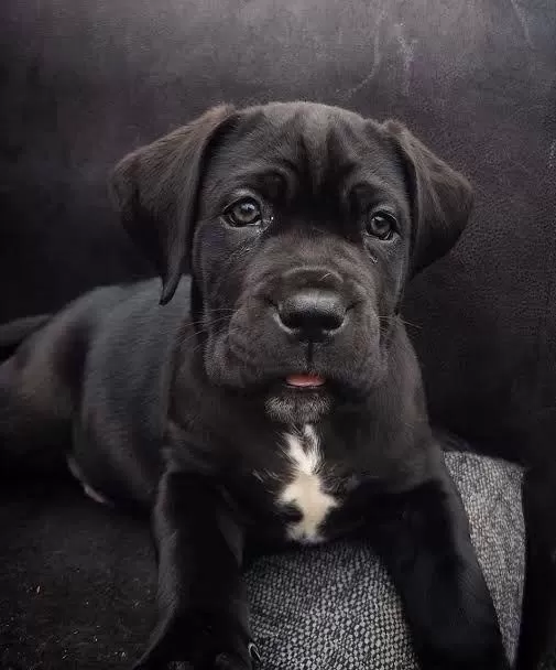 Ruhsatlı Köpek Çifliğinden Cane Corso Yavrular A Scrli