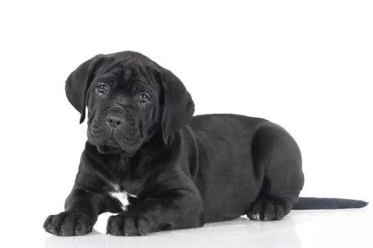 Ruhsatlı Köpek Çifliğinden Cane Corso Yavrular A Scrli