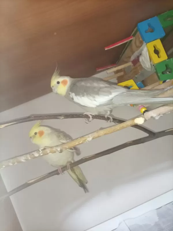 Eş Halinde Sultan Papağani Takim