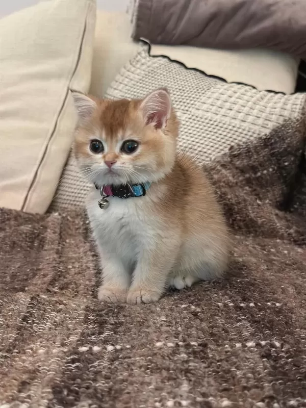 British Shorthair Golden 2 Aylik Yavru