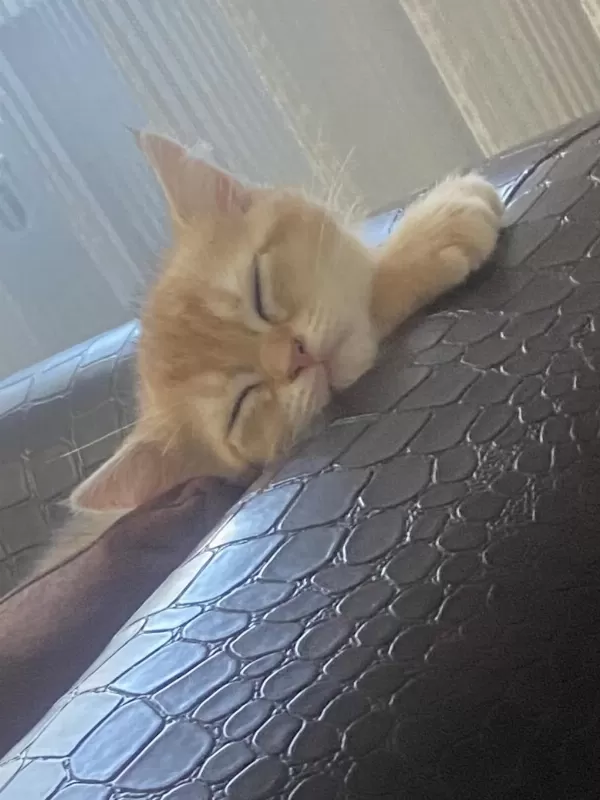 British Shorthair Golden 2 Aylik Yavru