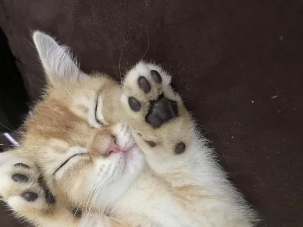British Shorthair Golden 2 Aylik Yavru