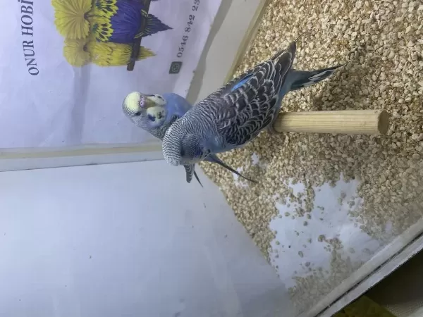 Ele Alıştırmalık Çok Güzel Erkek Muhabbet Kuşlar