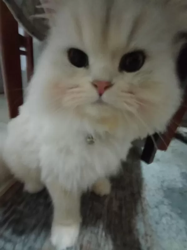 Kedim Bal Sahiplendiriyoruz