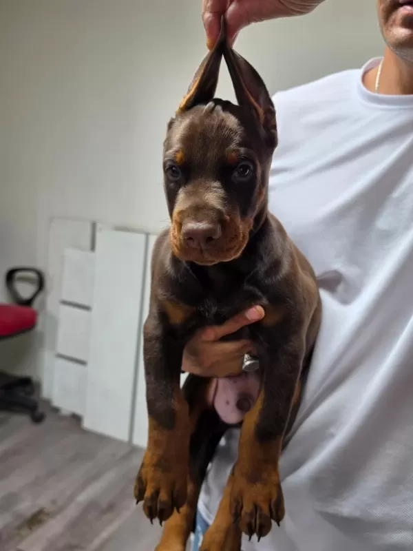 Sağlıklı Doberman Şecereli