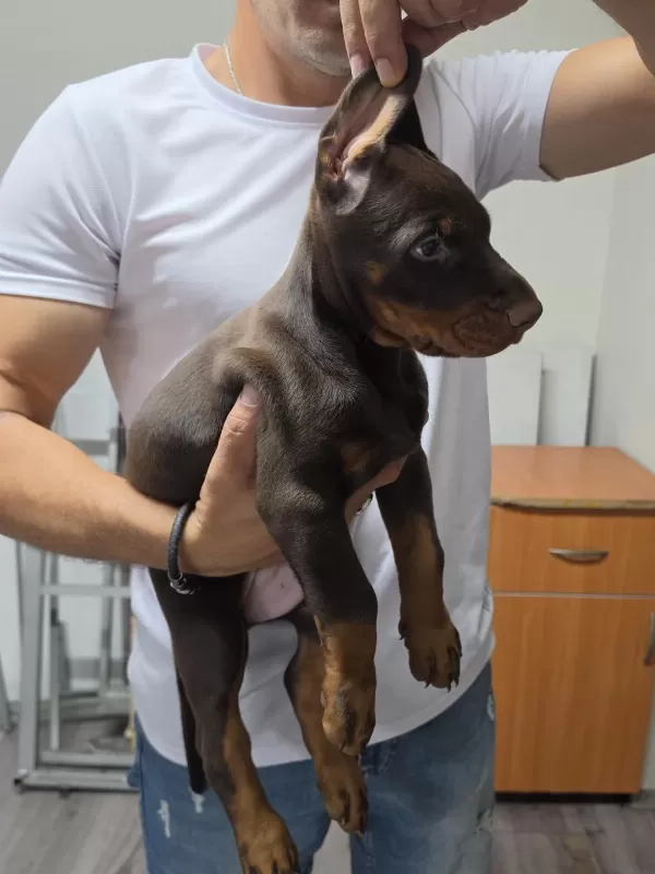 Sağlıklı Doberman Şecereli