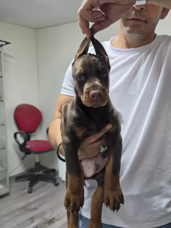 Sağlıklı Doberman Şecereli