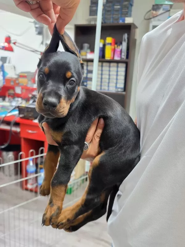 Sağlıklı Doberman Şecereli