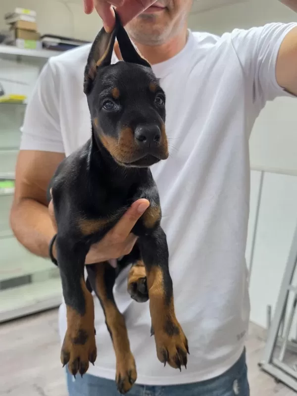 Sağlıklı Doberman Şecereli