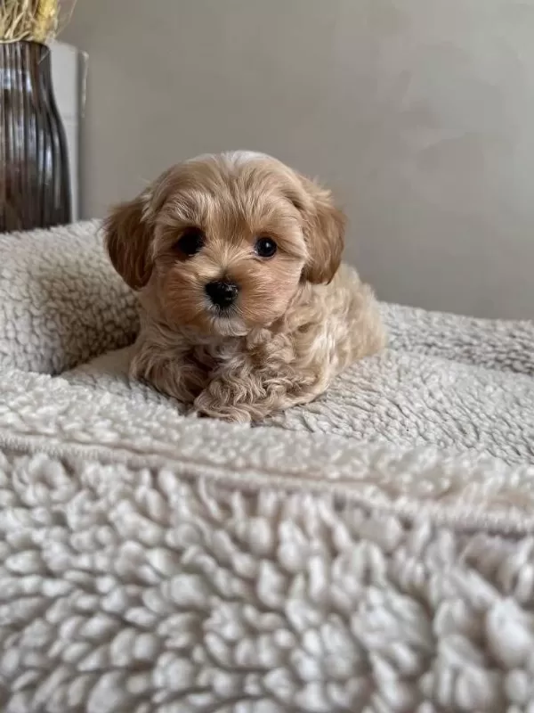 İrk Ve Sağlik Garantili Maltipoo Bebeklerimiz