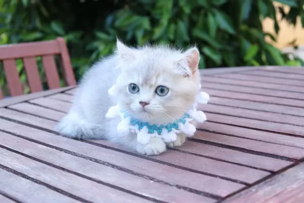 Safkan Blue Golden Yavru Kedimiz