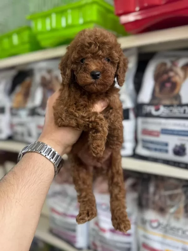 Kore Kan Poodle Bebekler
