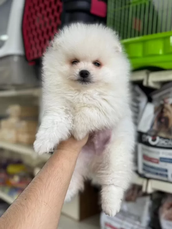 En Tatli Pomeranian Bebeklerimiz