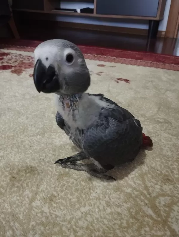 Yavru Jako Papağanı 2 Aylık