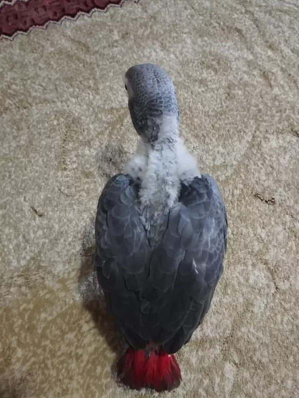 Yavru Jako Papağanı 2 Aylık