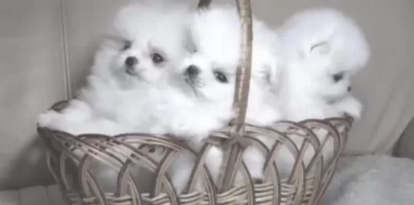 Pomeranian Boo Yavrusu