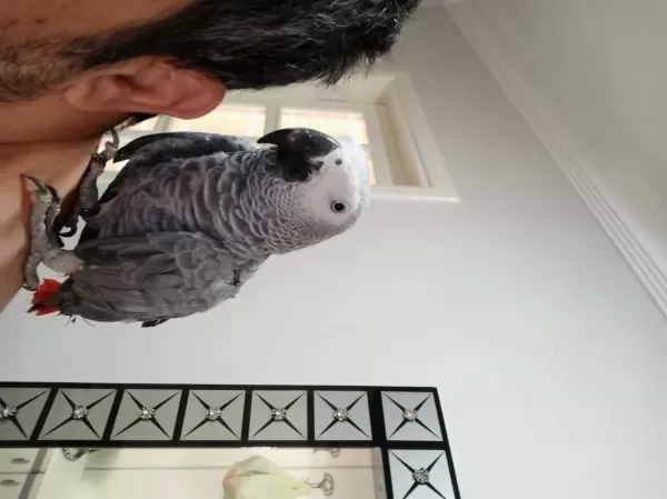Konuşan Evcil Jako Papağanı