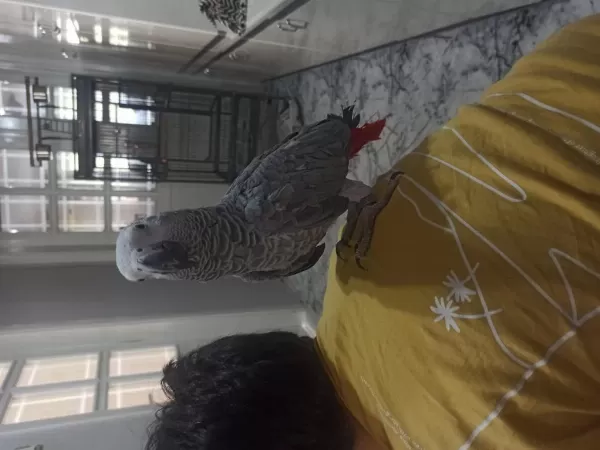 Konuşan Evcil Jako Papağanı