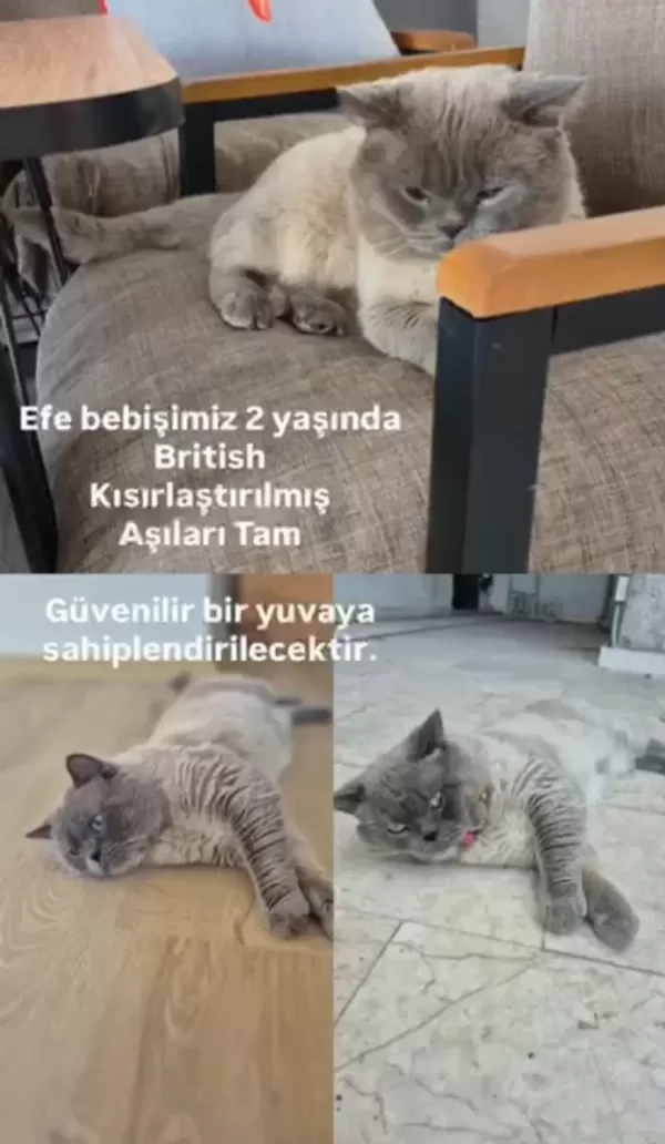 Kedimiz Efe Bey İçin Yuva Arıyoruz
