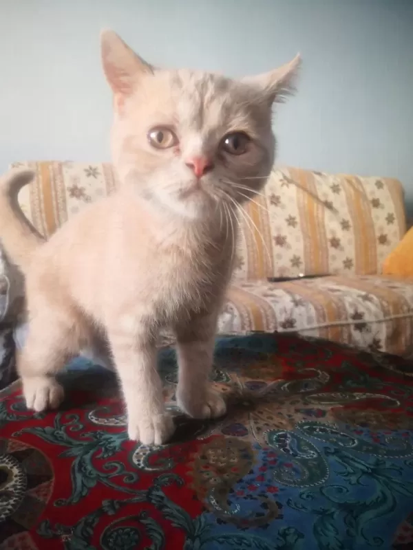 Erkek Uysal Eğitimleri Var British Shorthair