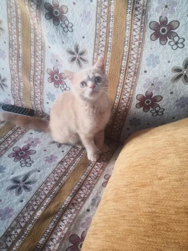 Erkek Uysal Eğitimleri Var British Shorthair