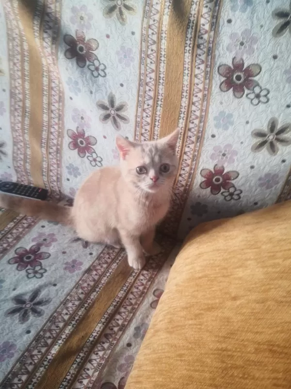 Erkek Uysal Eğitimleri Var British Shorthair