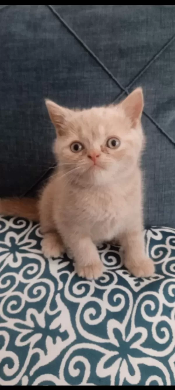 Erkek Uysal Eğitimleri Var British Shorthair