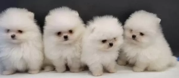 Pomeranian Boo Yavru Köpekler