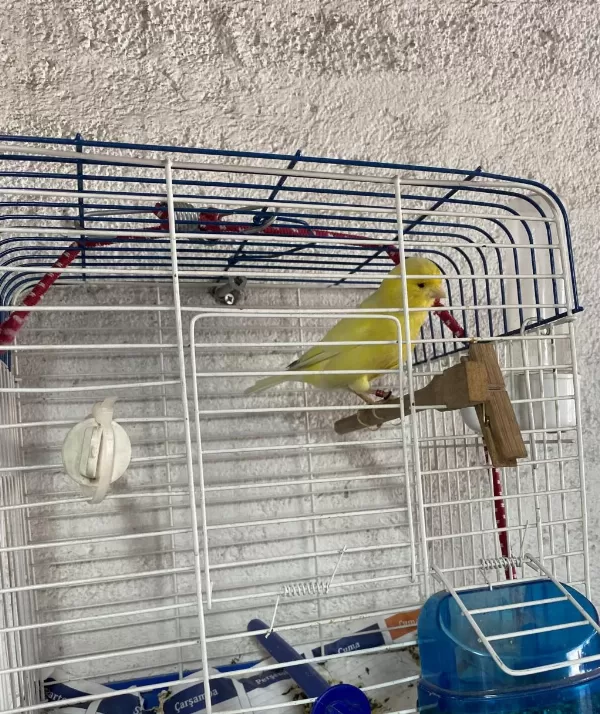 Erkek Kanarya Öter Durumda