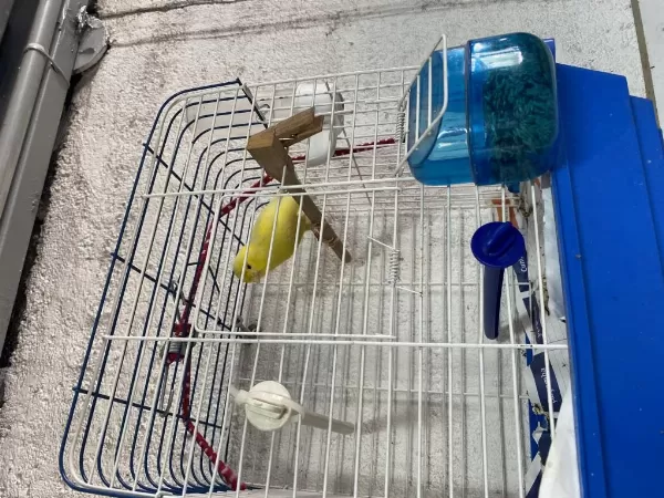 Erkek Kanarya Öter Durumda