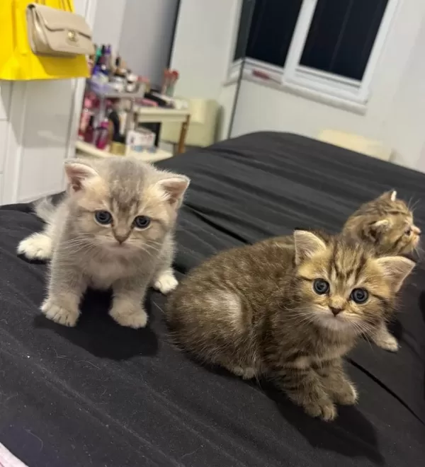 Kedimiz Tabby Kızımız Yuvasını Arıyor