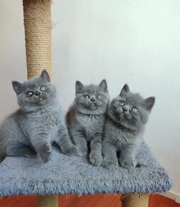 Safkan Anne Babanın British Shorthair Yavruları