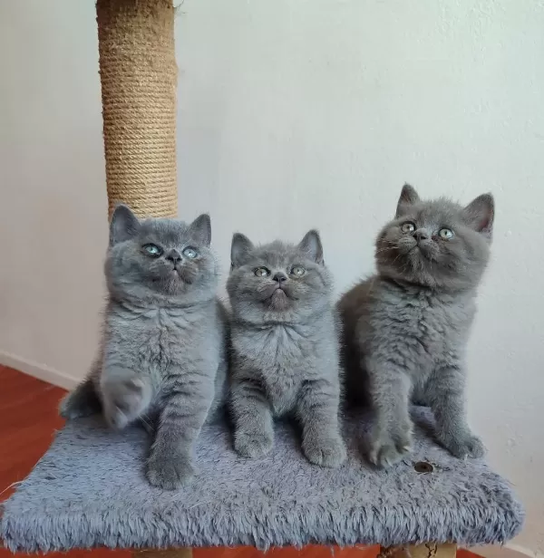 Safkan Anne Babanın British Shorthair Yavruları