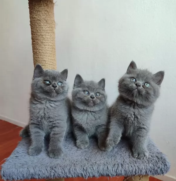 Safkan Anne Babanın British Shorthair Yavruları