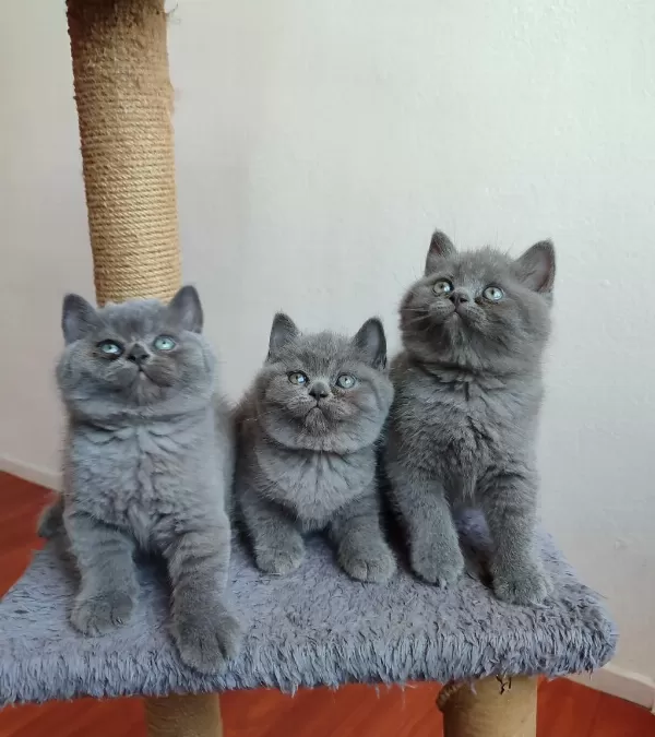 Safkan Anne Babanın British Shorthair Yavruları
