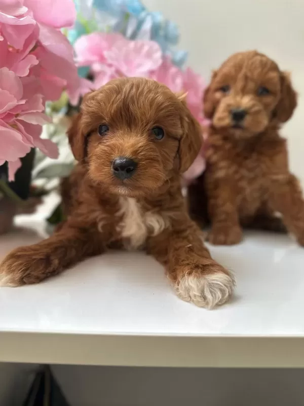 Toy Poodle Bebekleri
