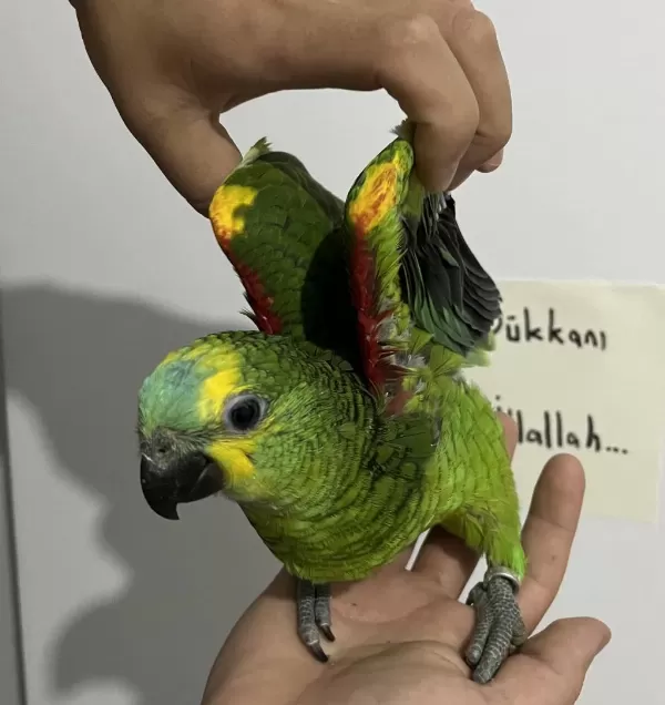El Besleme Amazon Full Evcil Üst Vasıf