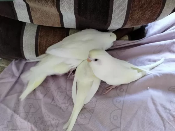 Evde Beslediğim Kuşlarımın Yavruları