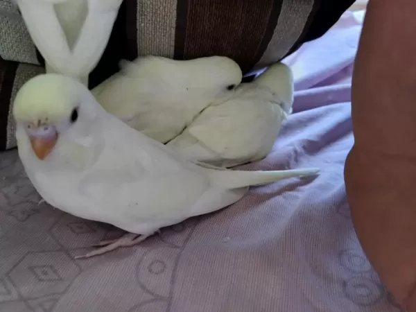 Evde Beslediğim Kuşlarımın Yavruları