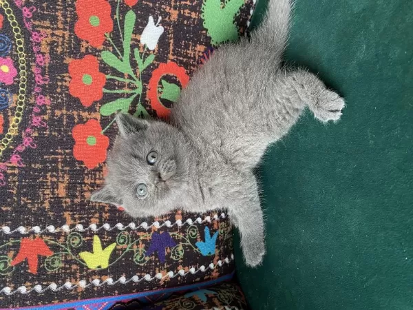 Ayı Kafa Gri Yavru British Shorthair